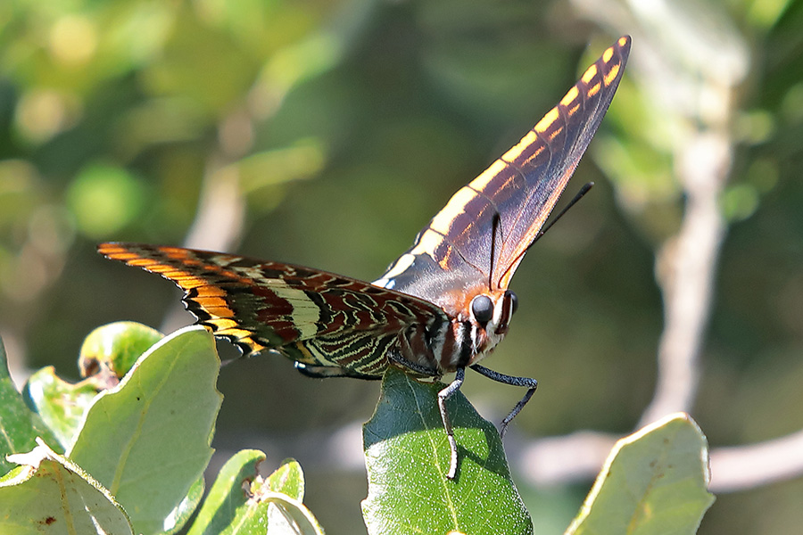 Charaxes jasus